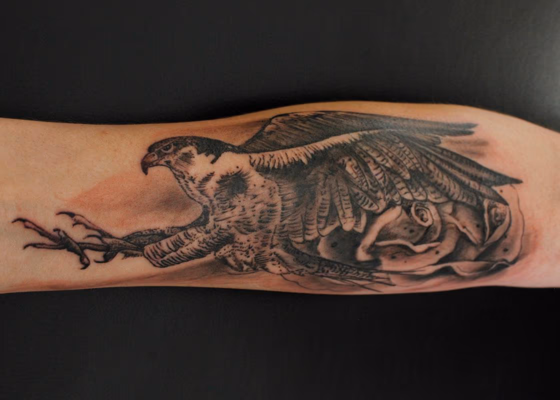 Peregrine