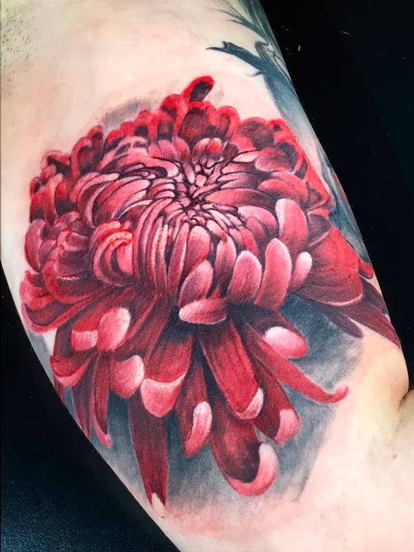 Chrysanthemum
