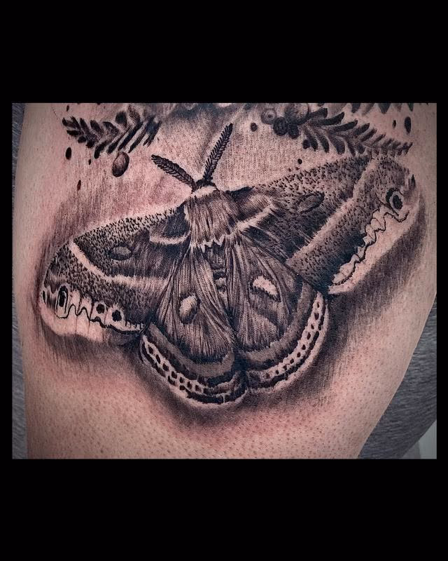 Cecropia