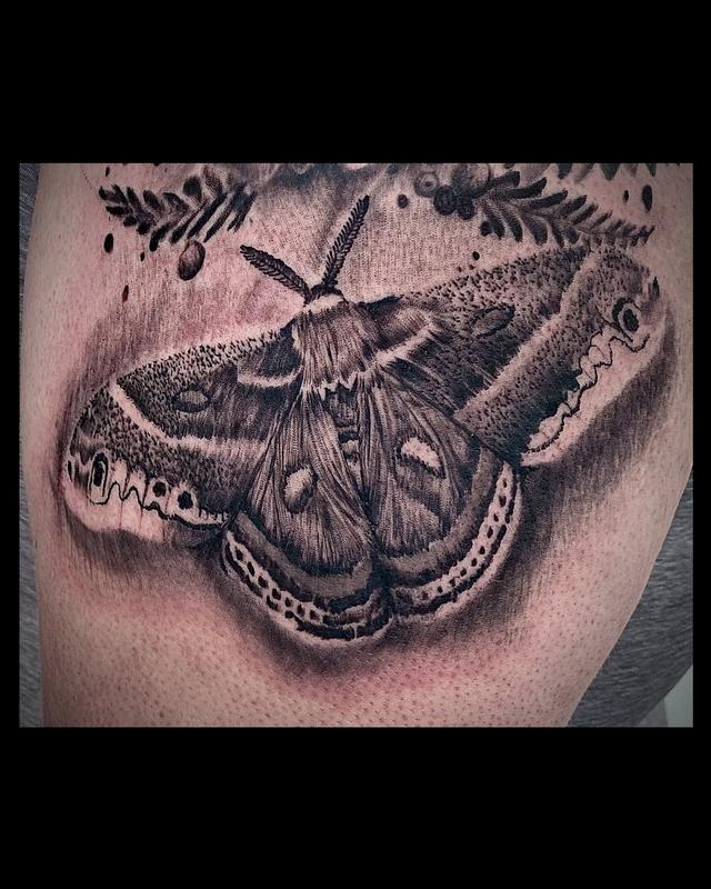 Cecropia