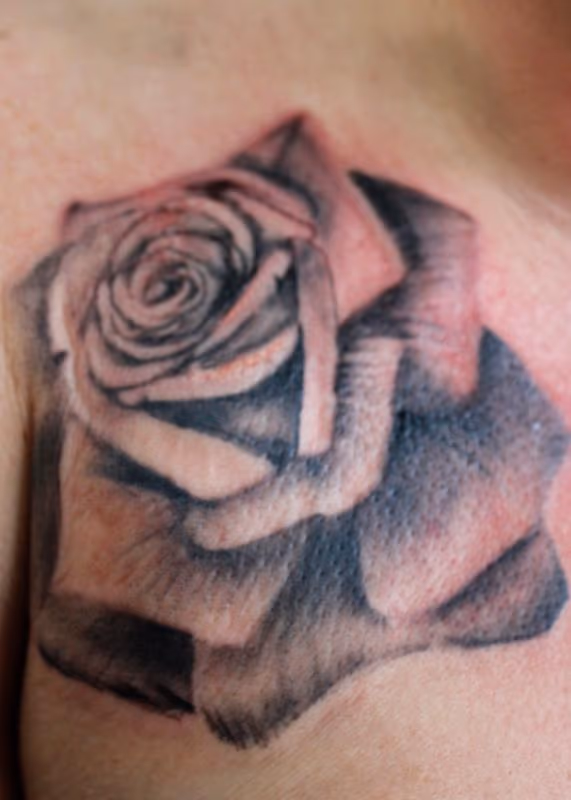Rose 34 1/4