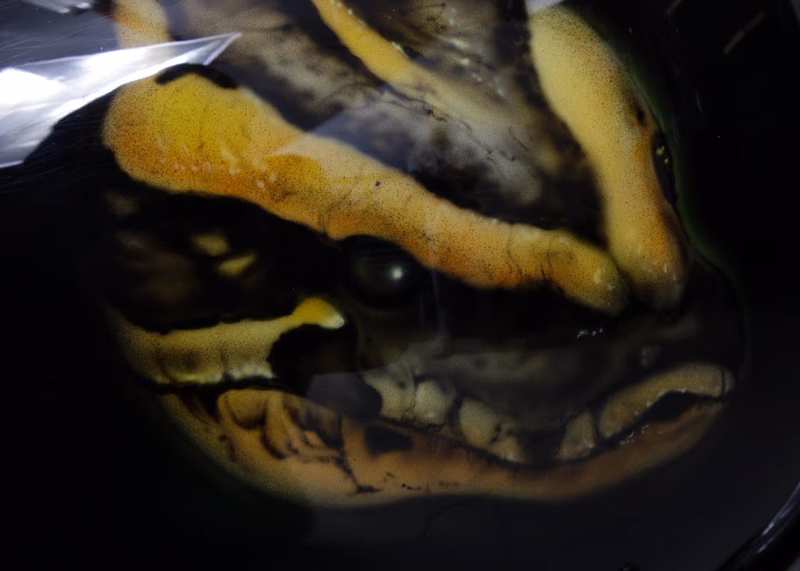 "Gator Getter" Detail