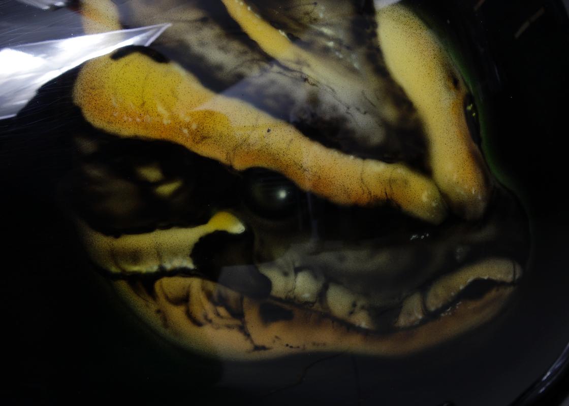 "Gator Getter" Detail