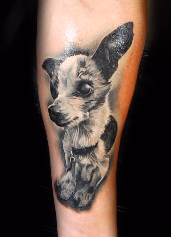 Killer the chihuahua
