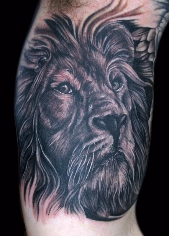 lion