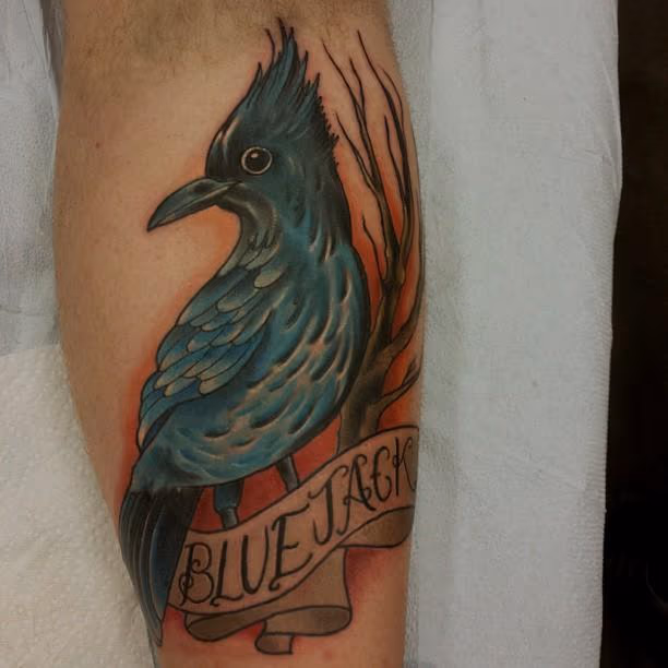 Stellar Blue Jay