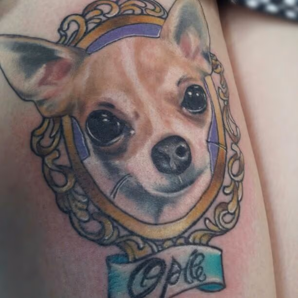 Cute Chihuahua in a frame.