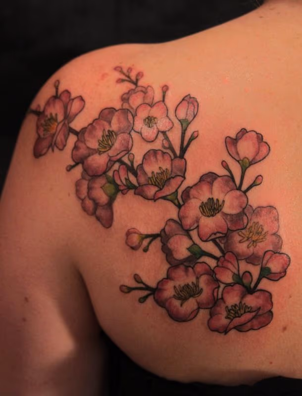 Cherry Blossoms
