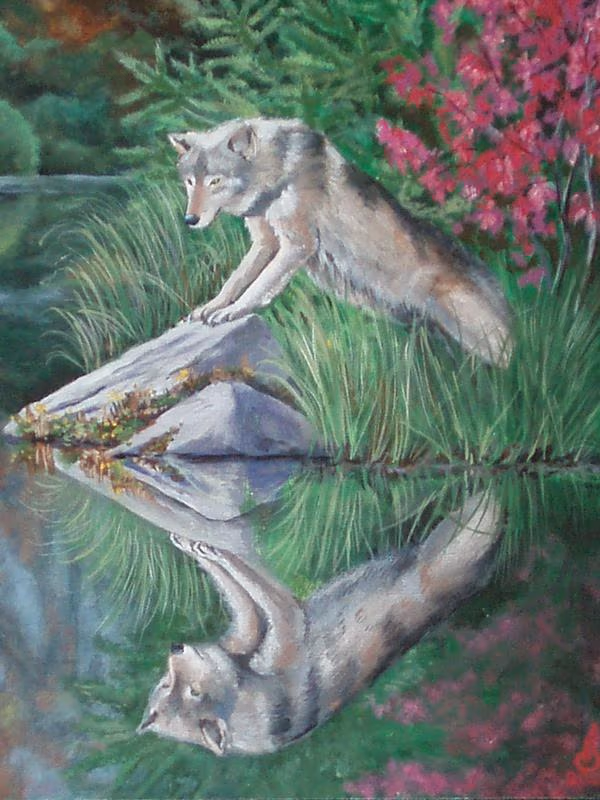 Wolf reflection