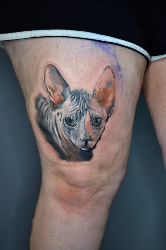 Sphynx Cat Portrait