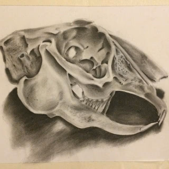 Animal Skull