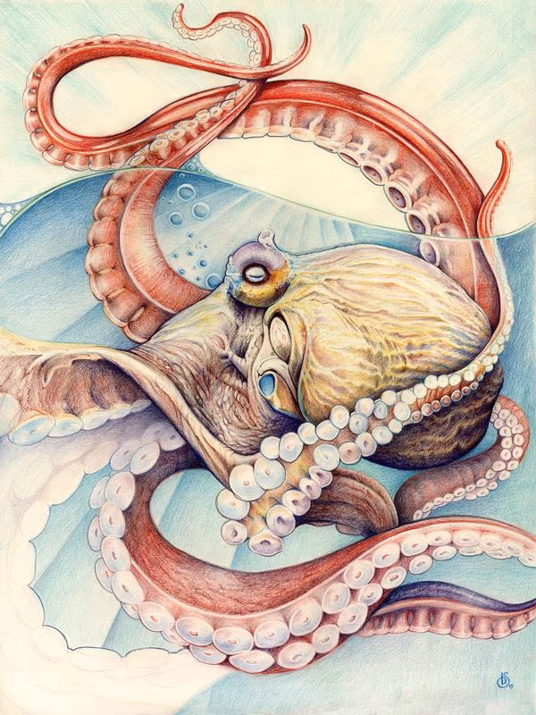 Octopus