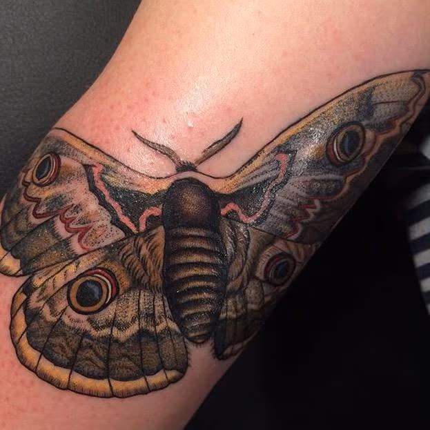 Vintage moth