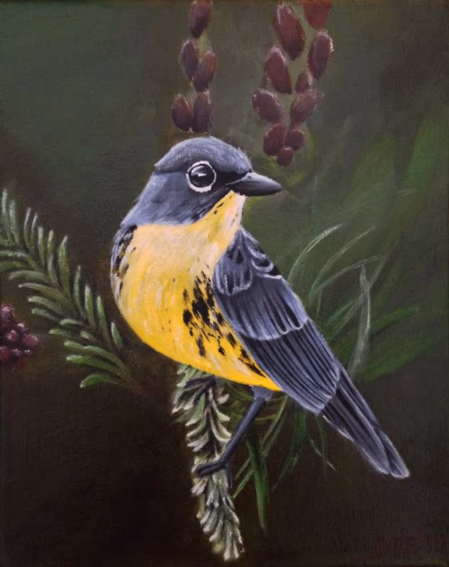 Kirtland's warbler