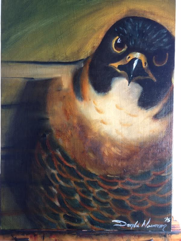 Falcon