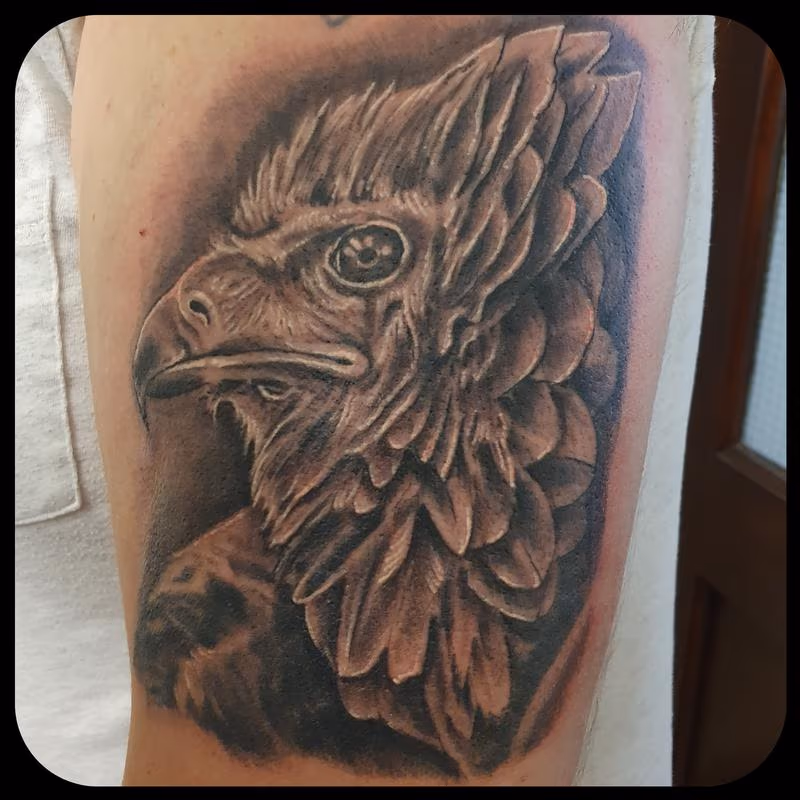 Bateleur Eagle