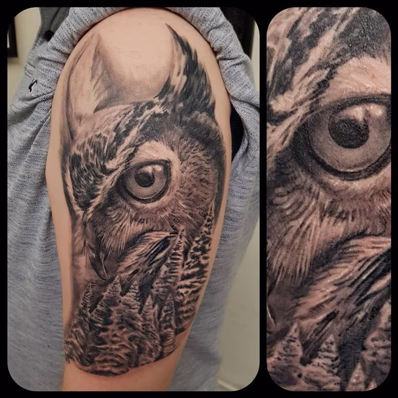 Owl and forest