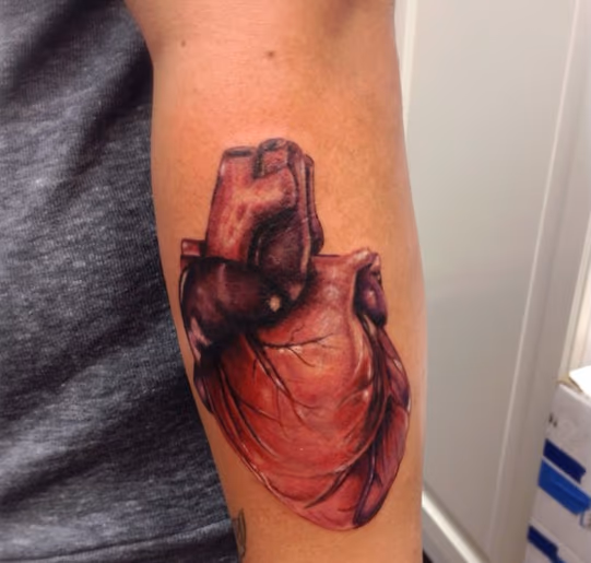 Anatomical Heart