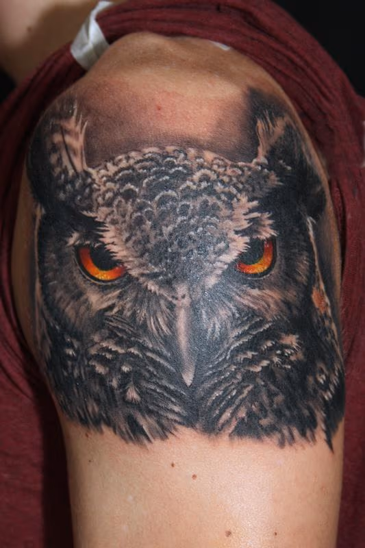 Owl