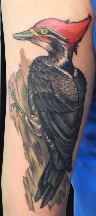 Woodpecker tattoo