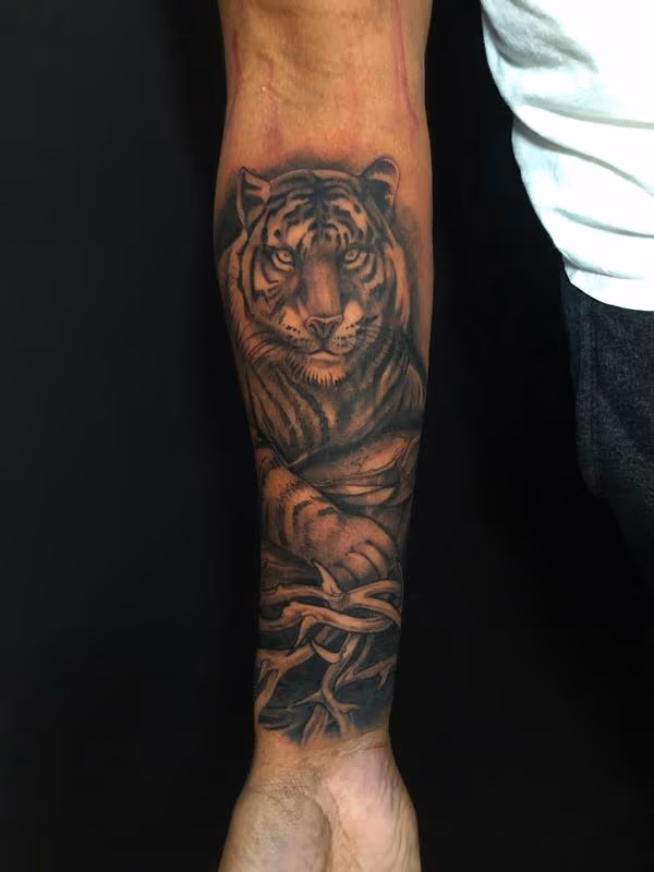 black and grey tiger