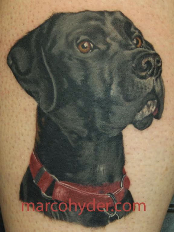 Black dog color portrait