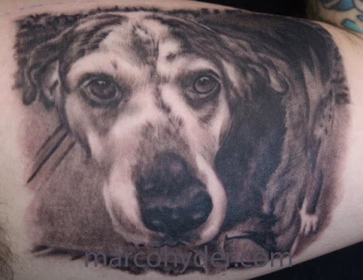 Black and grey portrait of dog