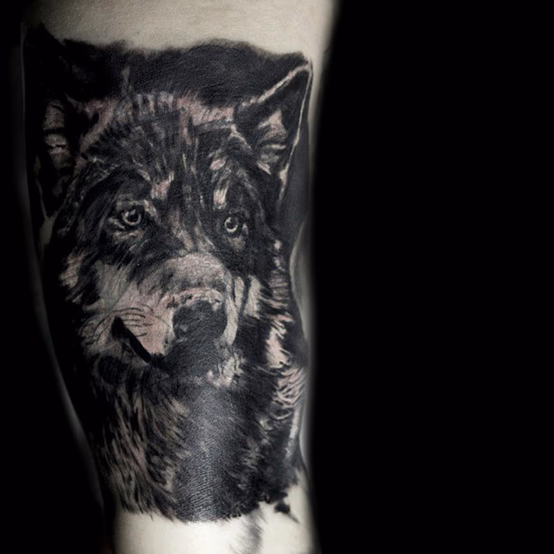 Wolf cover up
