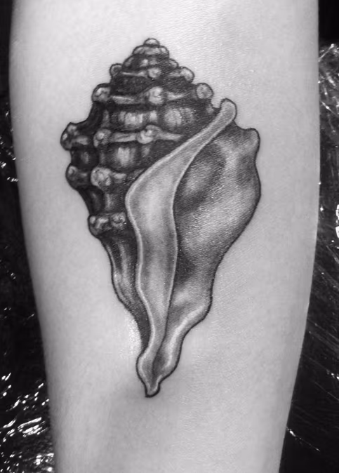 Conch Shell