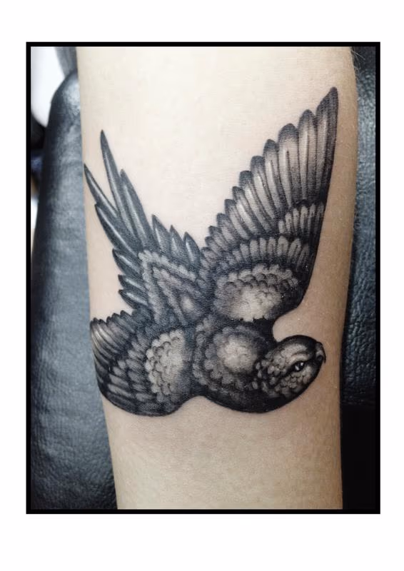 Bird