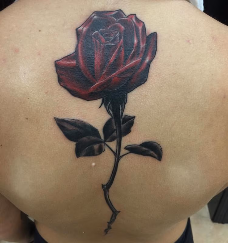 long stem rose