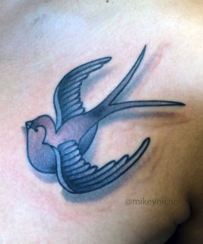 Black and Grey Swallow