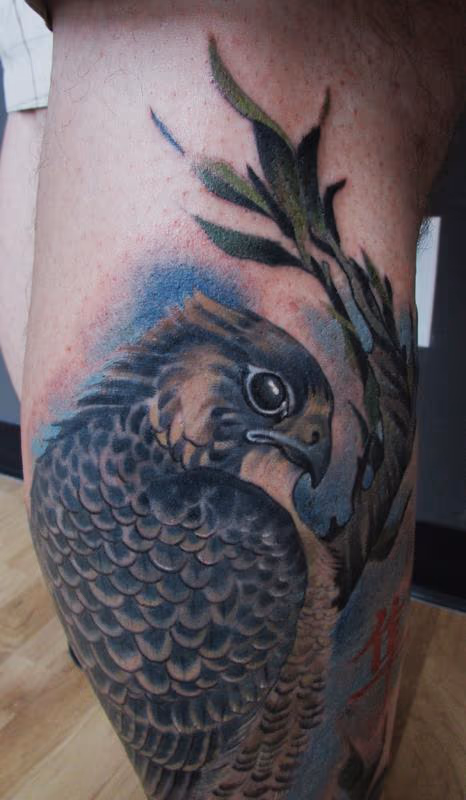 Hawk Detail