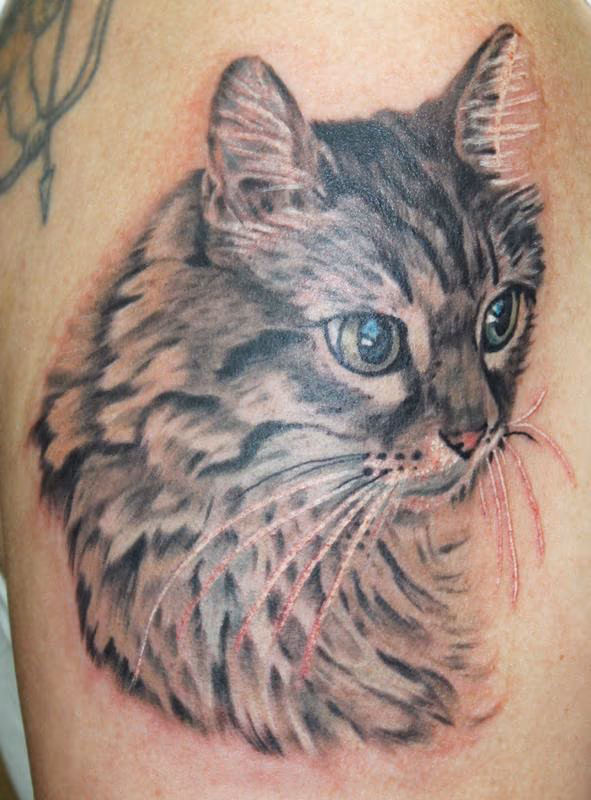 Portrait of a cat