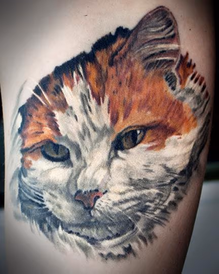 cat portrait