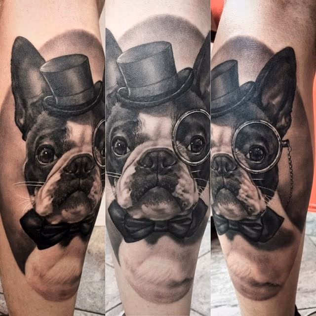 Boston Terrier Portrait