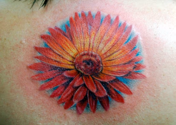 red daisy