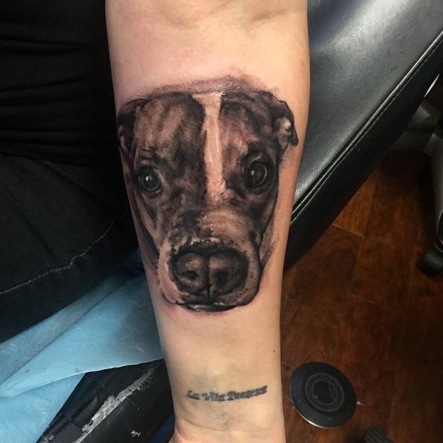 Dog portrait