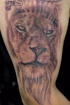 lion in progress