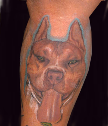 pitbull