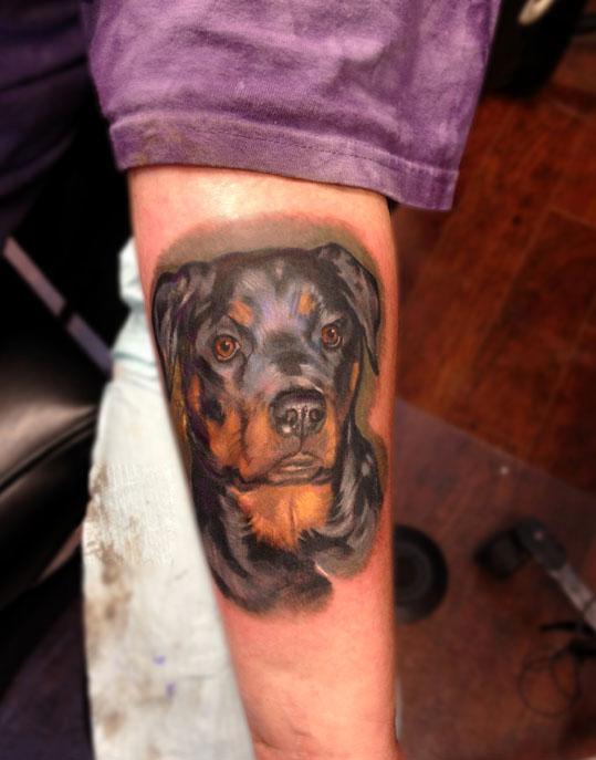 Rotty portrait