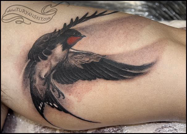 Swallow