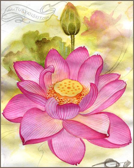 Lotus