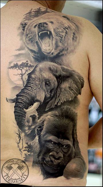 Wildlife portraits