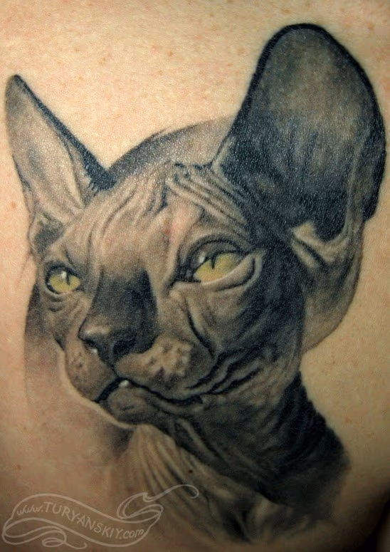 Skinny hairless cat
