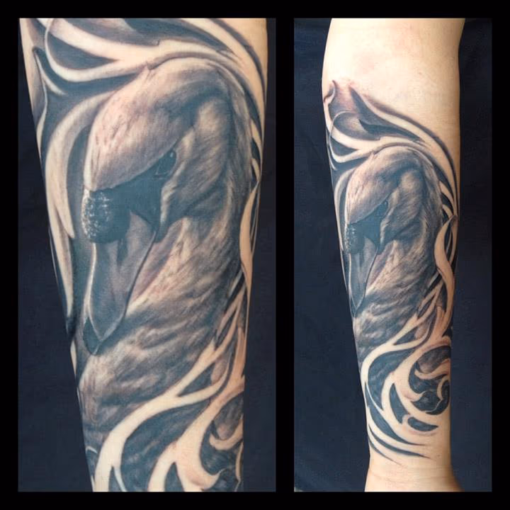 Swan