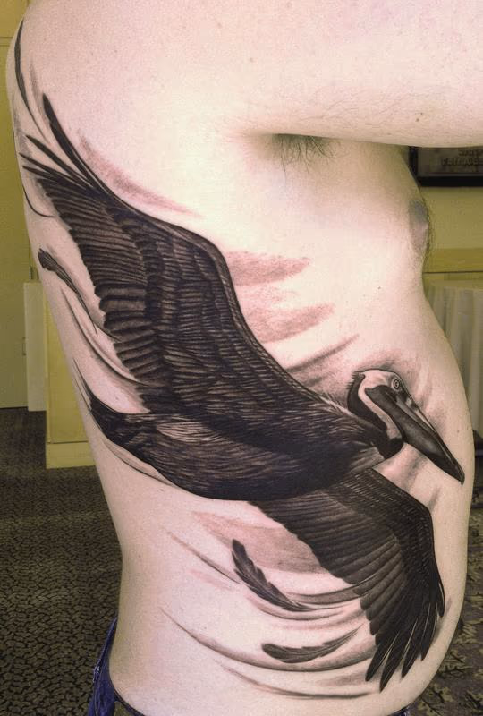 Pelican