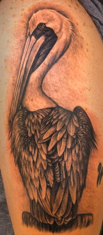 Pelican
