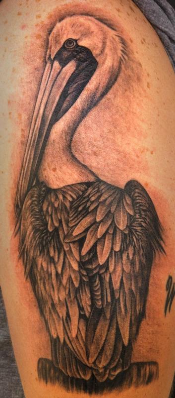 Pelican