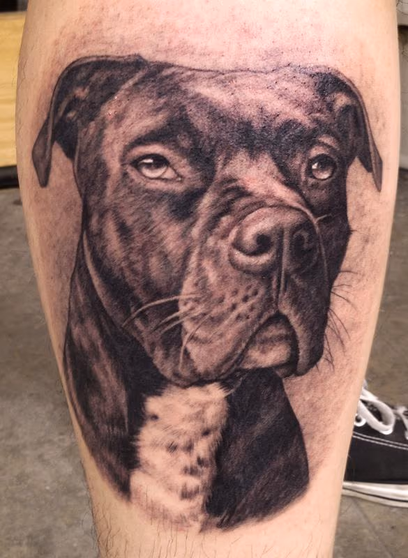 Pit bull portrait